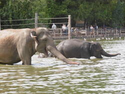 bain-des-lphants 43032340230 o