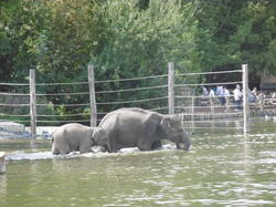 bain-des-lphants 43032397730 o