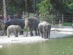 bain-des-lphants 43032409440 o