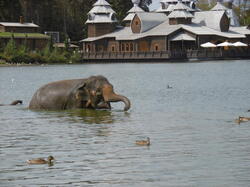 bain-des-lphants 43932828445 o