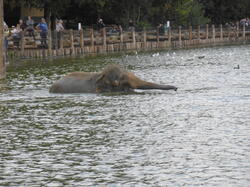 bain-des-lphants 43932945815 o