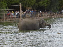 bain-des-lphants 43932956725 o