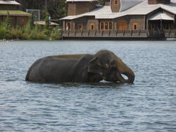 bain-des-lphants 44122869794 o