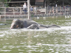 bain-des-lphants 44843436831 o