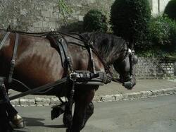 chateauloire068 43720931010 o