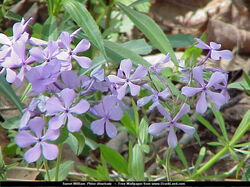 fleurs 001