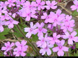 fleurs 002