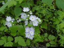 fleurs 003