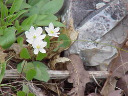 fleurs 004