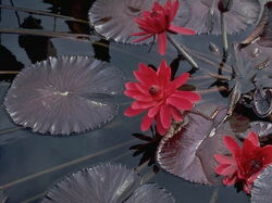 fleurs 005