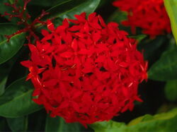 fleurs 007