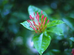 fleurs 008
