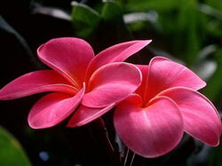 fleurs 009