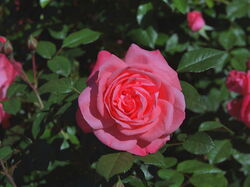 fleurs 011