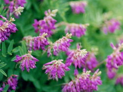 fleurs 012