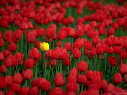fleurs 015