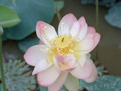 fleurs 016