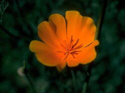fleurs 017