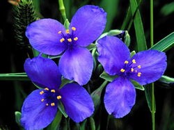 fleurs 018