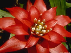 fleurs 020