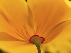 fleurs 021