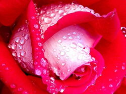 fleurs 022