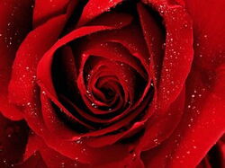 fleurs 023