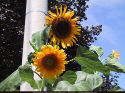 fleurs 024