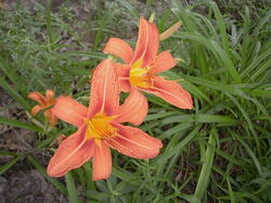 fleurs 025