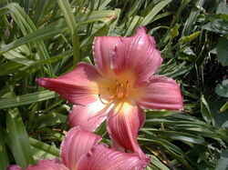 fleurs 026
