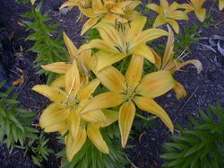 fleurs 027