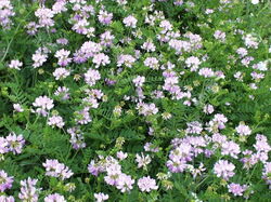 fleurs 028