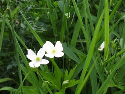 fleurs 029