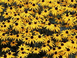 fleurs 032