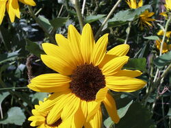 fleurs 033