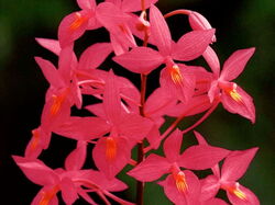 fleurs 034