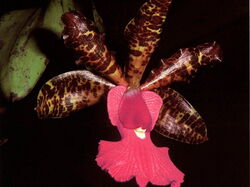 fleurs 035