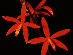 fleurs 036
