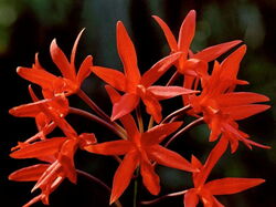 fleurs 037