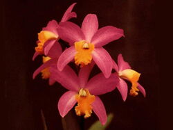 fleurs 038