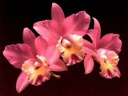 fleurs 039