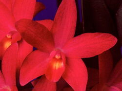 fleurs 040