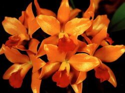 fleurs 041