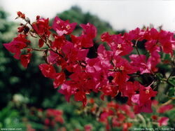 fleurs 042