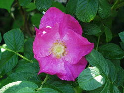 fleurs 043