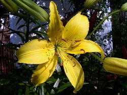 fleurs 044