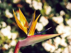 fleurs 046