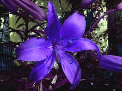 fleurs 047