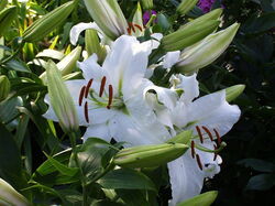 fleurs 048