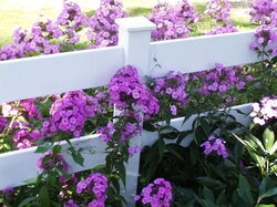 fleurs 050